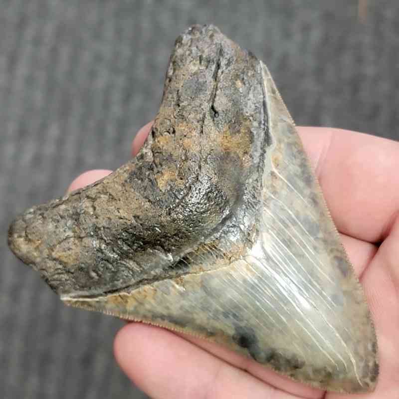 Fossil Collector Grade Megalodon Shark Tooth - stcol-18 - Image 2