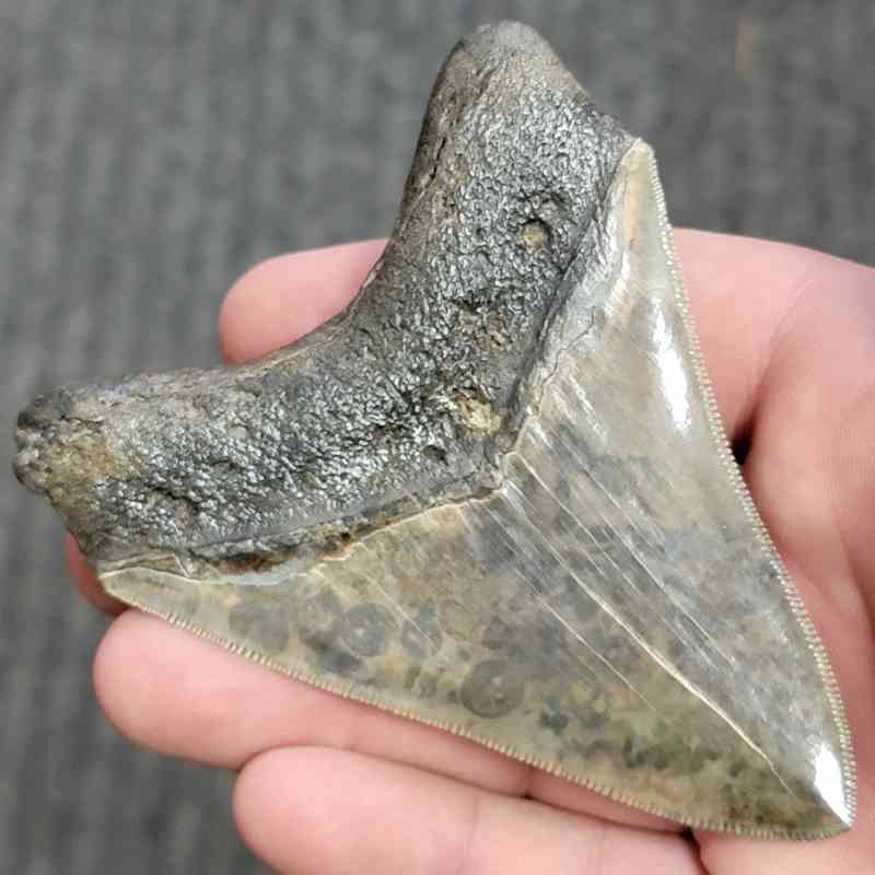 Fossil Collector Grade Megalodon Shark Tooth - stcol-18 - Image 3