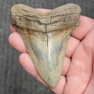 Fossil Collector Grade Megalodon Shark Tooth - stcol-26
