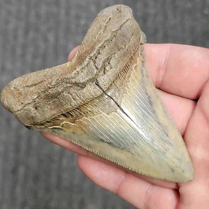 Fossil Collector Grade Megalodon Shark Tooth - stcol-26 - Image 2