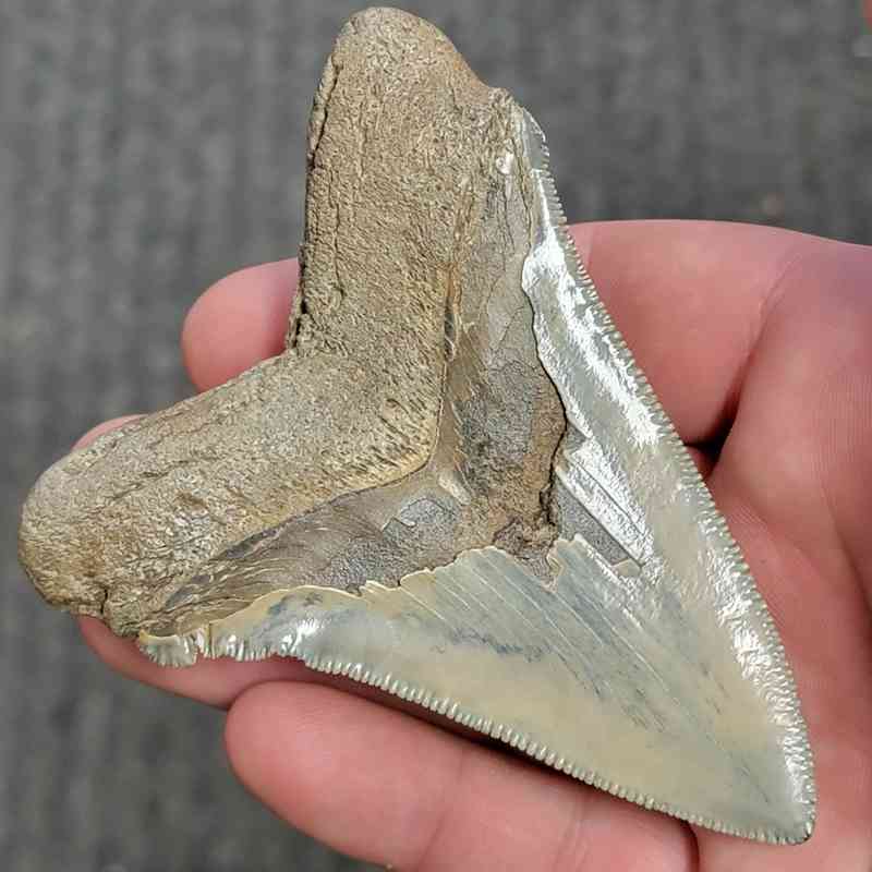 Fossil Collector Grade Megalodon Shark Tooth - stcol-26 - Image 3