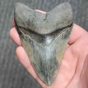 Fossil Collector Grade Megalodon Shark Tooth - stcol-28