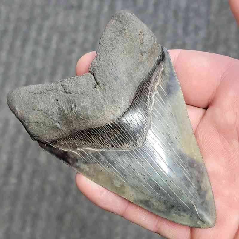 Fossil Collector Grade Megalodon Shark Tooth - stcol-28 - Image 2