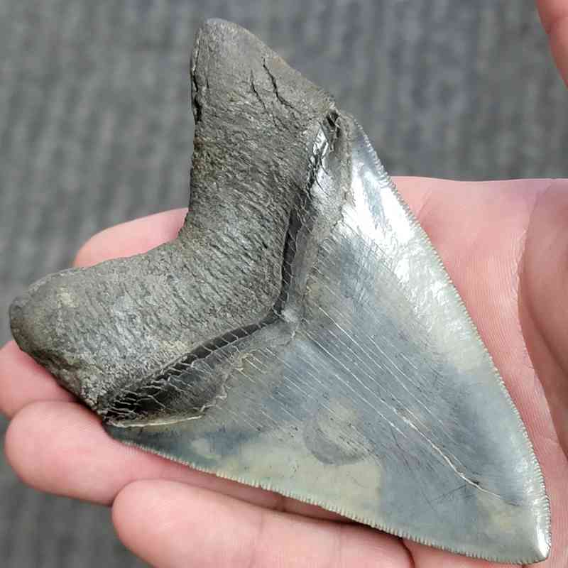 Fossil Collector Grade Megalodon Shark Tooth - stcol-28 - Image 3