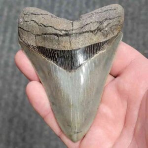 Fossil Collector Grade Megalodon Shark Tooth - stcol-29