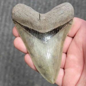 Fossil Collector Grade Megalodon Shark Tooth - stcol-31