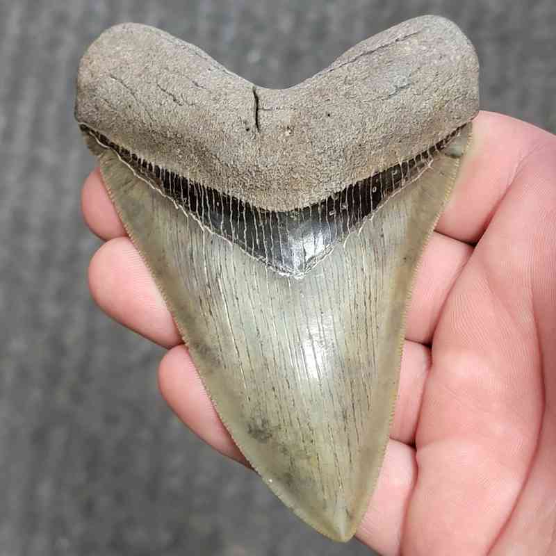 Fossil Collector Grade Megalodon Shark Tooth - stcol-31