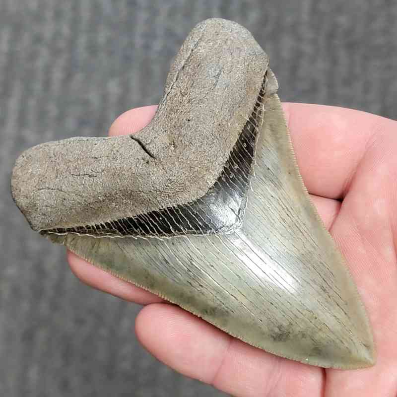 Fossil Collector Grade Megalodon Shark Tooth - stcol-31 - Image 2