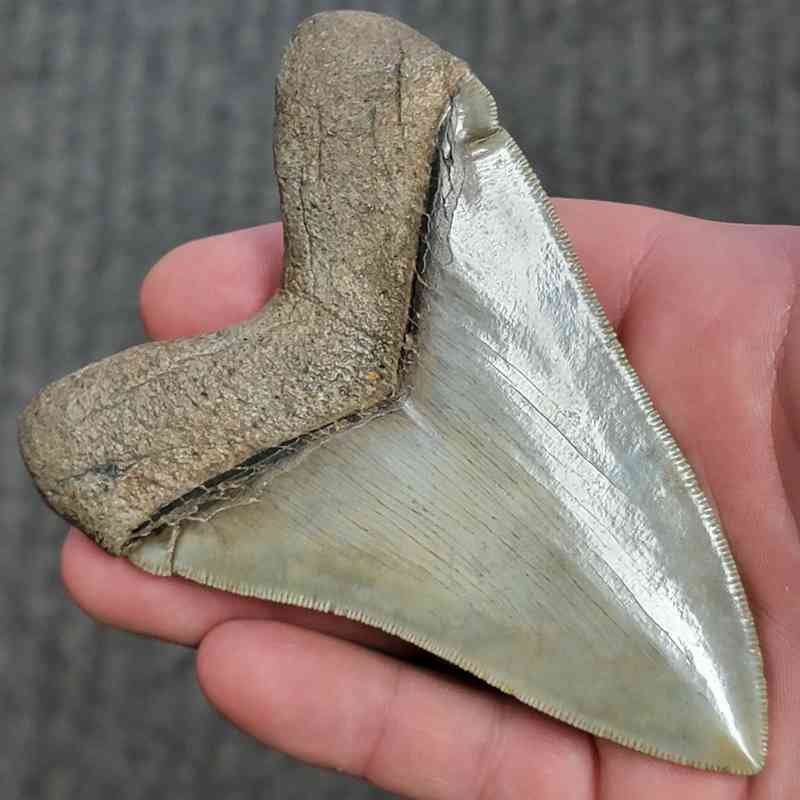 Fossil Collector Grade Megalodon Shark Tooth - stcol-31 - Image 3