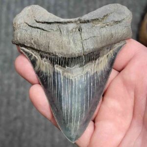 Fossil Collector Grade Megalodon Shark Tooth - stcol-32