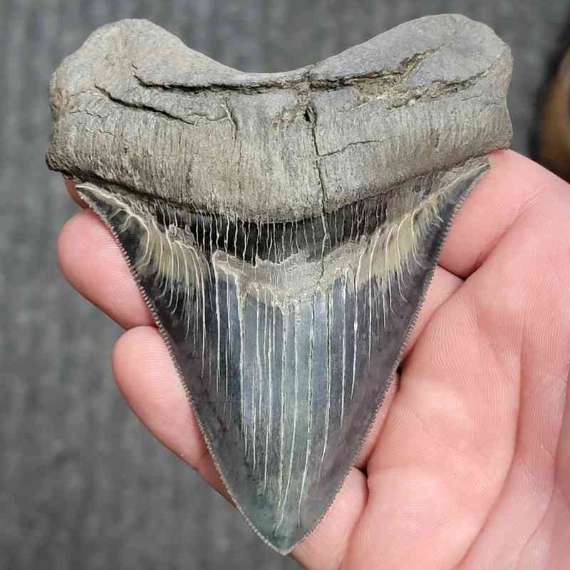 Fossil Collector Grade Megalodon Shark Tooth - stcol-32