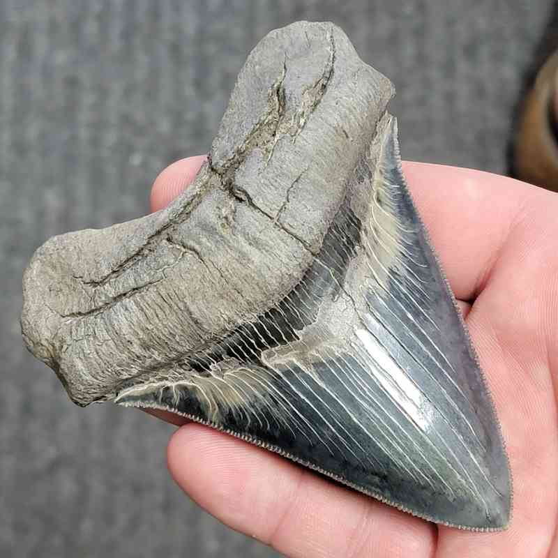 Fossil Collector Grade Megalodon Shark Tooth - stcol-32 - Image 2