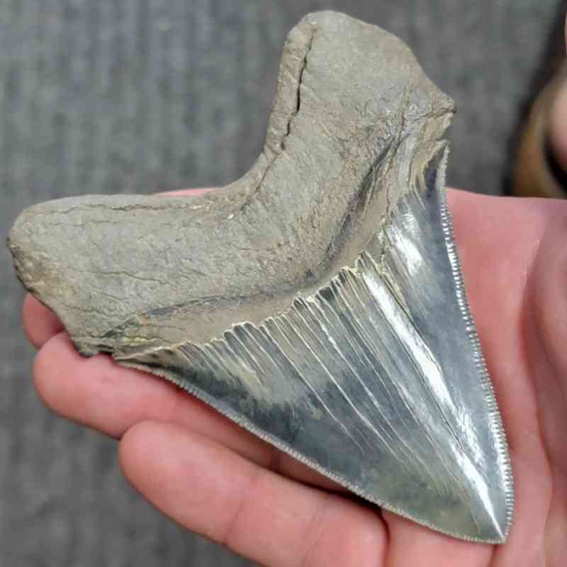 Fossil Collector Grade Megalodon Shark Tooth - stcol-32 - Image 3