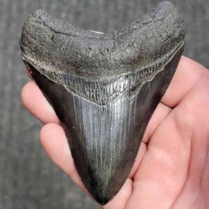 Fossil Collector Grade Megalodon Shark Tooth - stcol-35