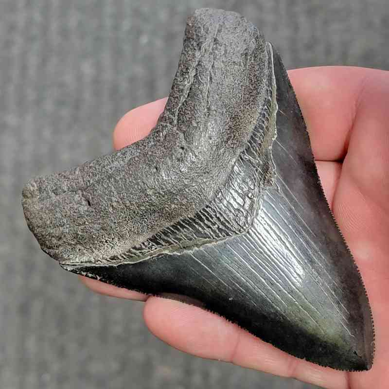 Fossil Collector Grade Megalodon Shark Tooth - stcol-35 - Image 2