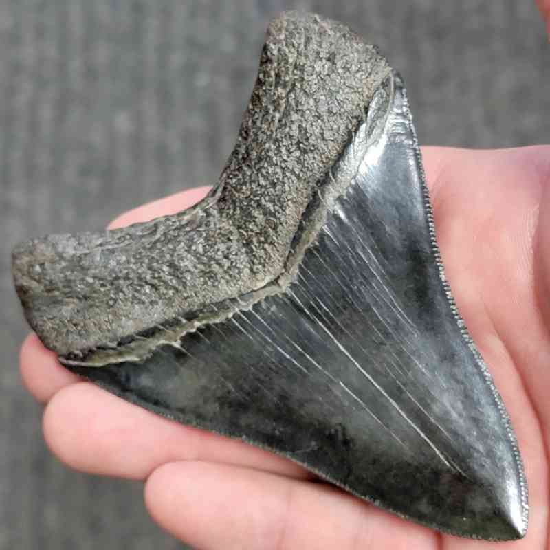 Fossil Collector Grade Megalodon Shark Tooth - stcol-35 - Image 3