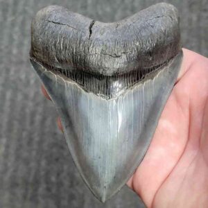 Fossil Collector Grade Megalodon Shark Tooth - stcol-36