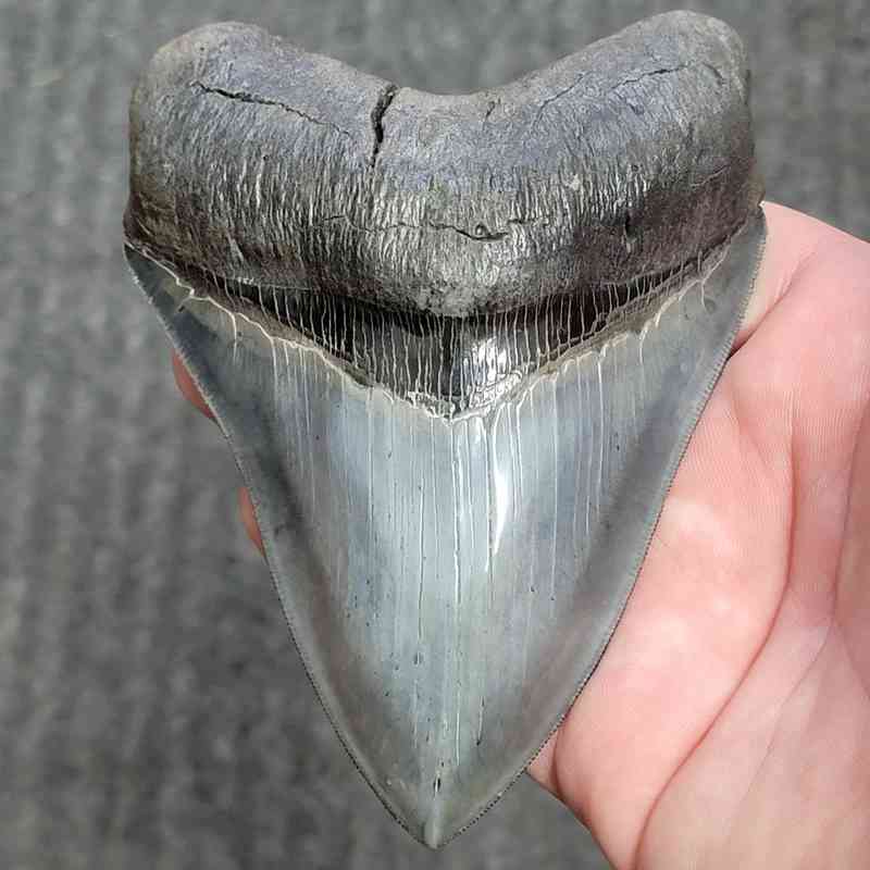 Fossil Collector Grade Megalodon Shark Tooth - stcol-36