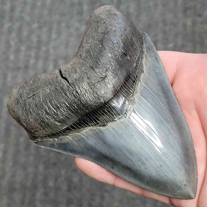Fossil Collector Grade Megalodon Shark Tooth - stcol-36 - Image 2