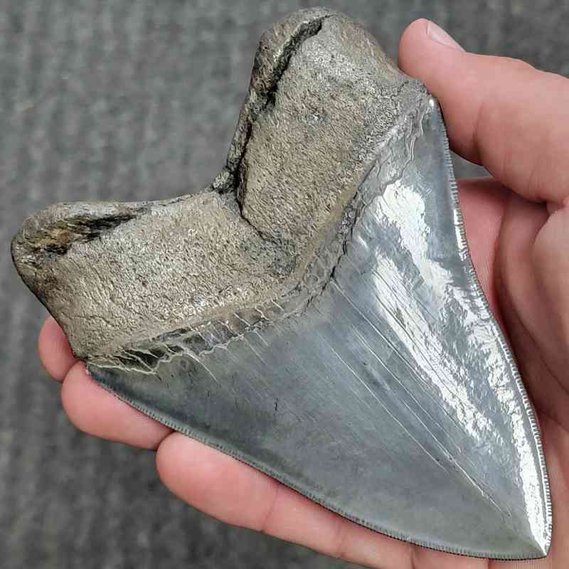 Fossil Collector Grade Megalodon Shark Tooth - stcol-36 - Image 3
