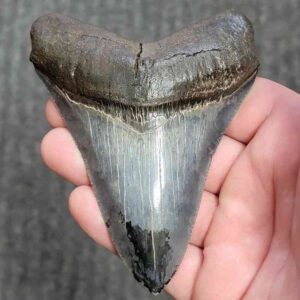 Fossil Collector Grade Megalodon Shark Tooth - stcol-41