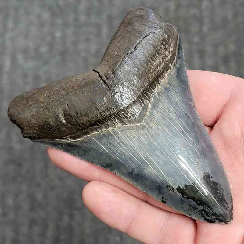 Fossil Collector Grade Megalodon Shark Tooth - stcol-41 - Image 2