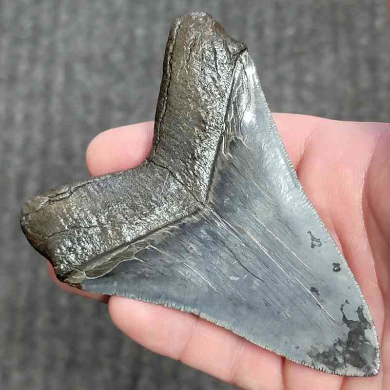 Fossil Collector Grade Megalodon Shark Tooth - stcol-41 - Image 3