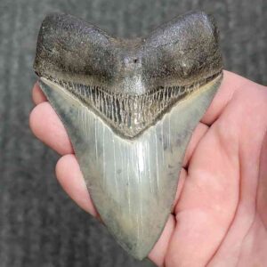 Fossil Collector Grade Megalodon Shark Tooth - stcol-42