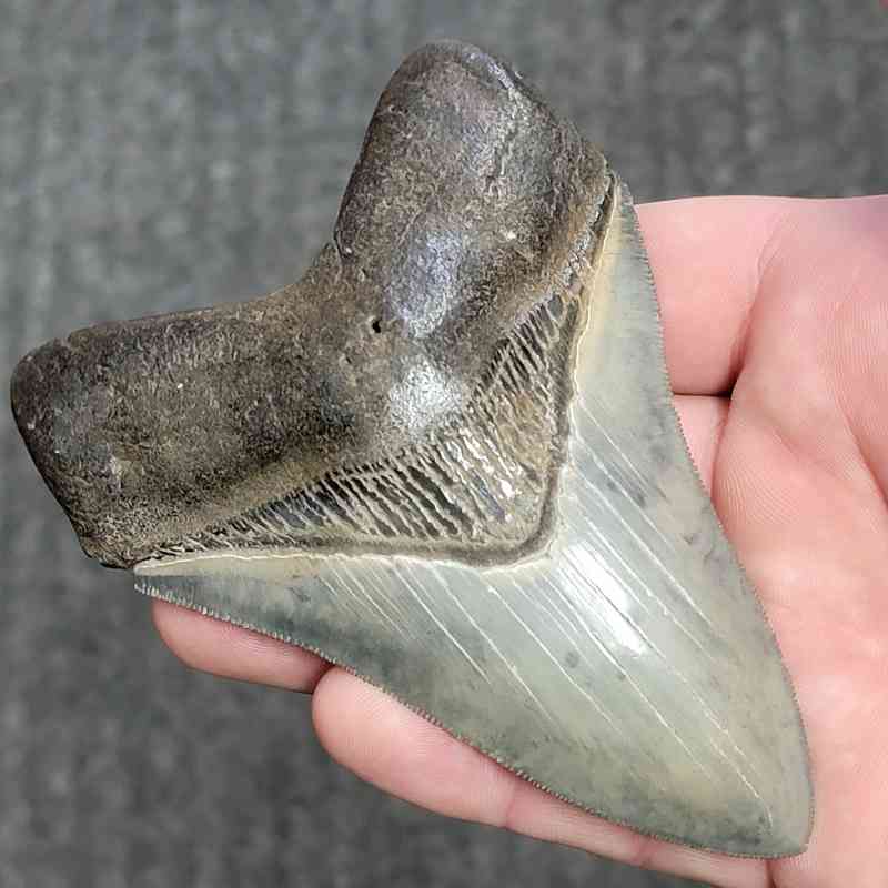 Fossil Collector Grade Megalodon Shark Tooth - stcol-42 - Image 2