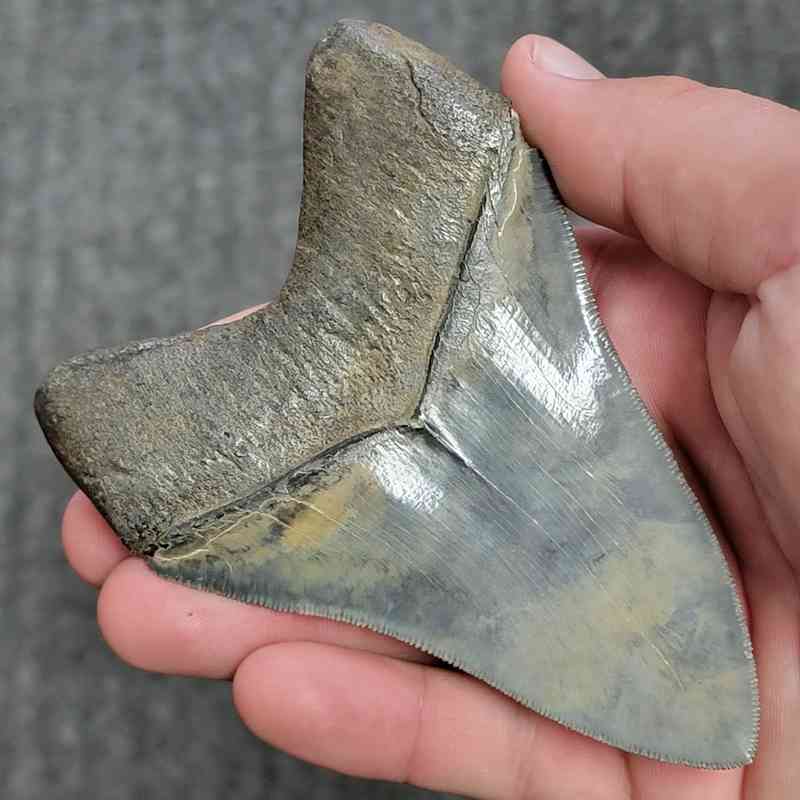 Fossil Collector Grade Megalodon Shark Tooth - stcol-42 - Image 3