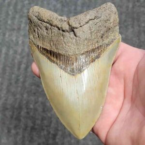 Fossil Collector Grade Megalodon Shark Tooth - stcol-43