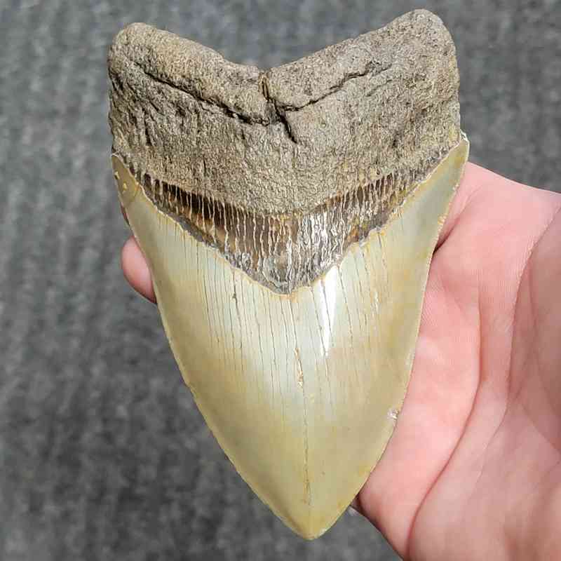 Fossil Collector Grade Megalodon Shark Tooth - stcol-43