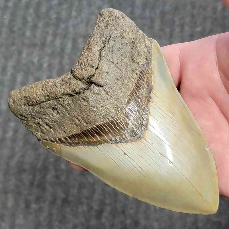 Fossil Collector Grade Megalodon Shark Tooth - stcol-43 - Image 2