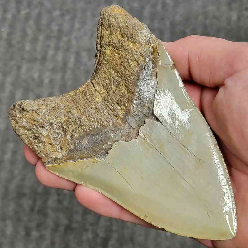 Fossil Collector Grade Megalodon Shark Tooth - stcol-43 - Image 3