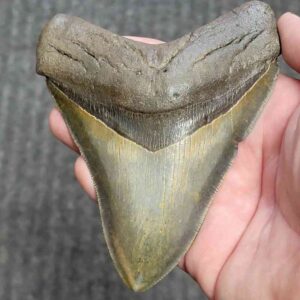 Fossil Collector Grade Megalodon Shark Tooth - stcol-46