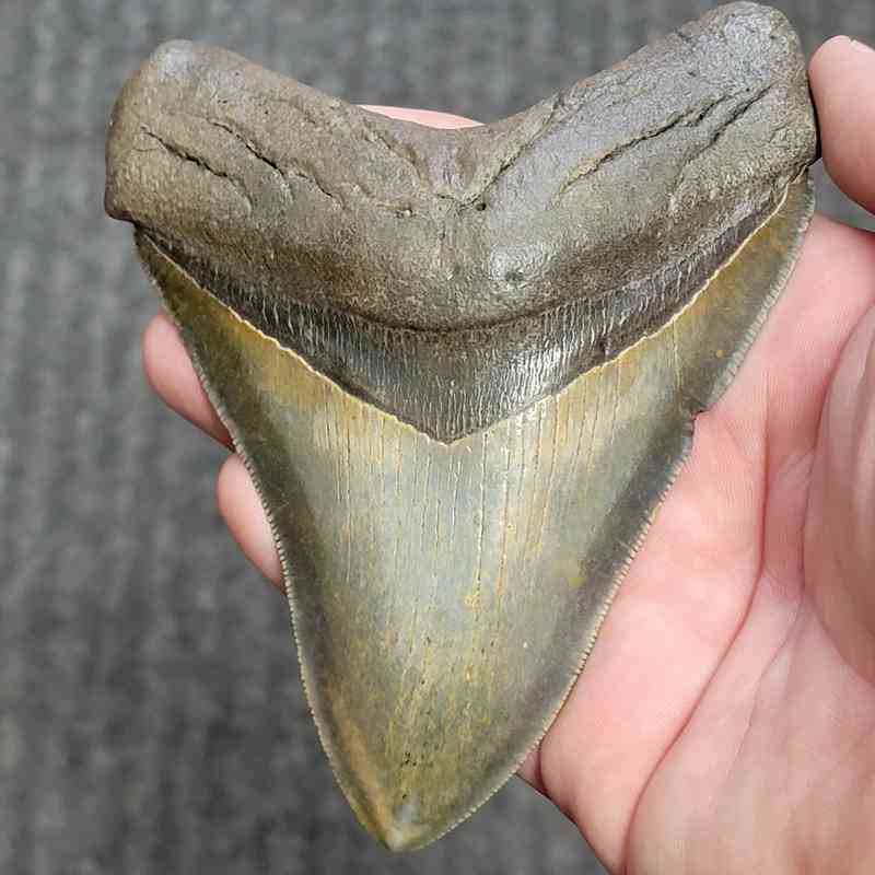 Fossil Collector Grade Megalodon Shark Tooth - stcol-46