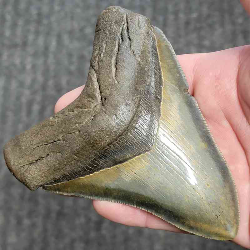 Fossil Collector Grade Megalodon Shark Tooth - stcol-46 - Image 2