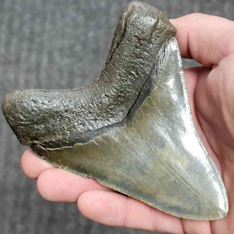 Fossil Collector Grade Megalodon Shark Tooth - stcol-46 - Image 3