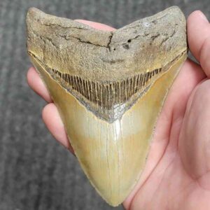 Fossil Collector Grade Megalodon Shark Tooth - stcol-47
