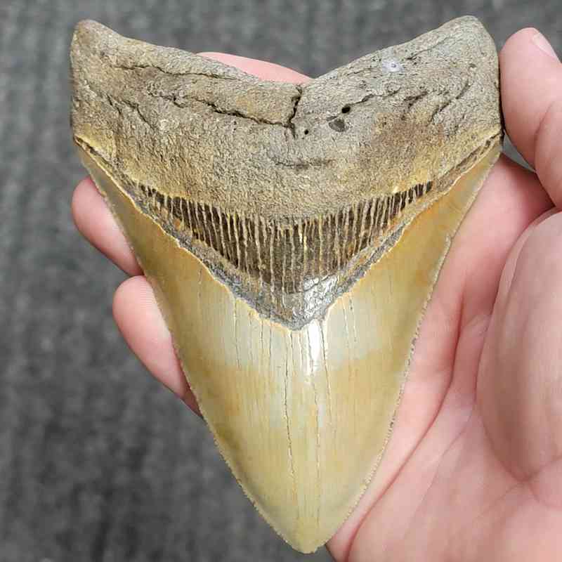 Fossil Collector Grade Megalodon Shark Tooth - stcol-47