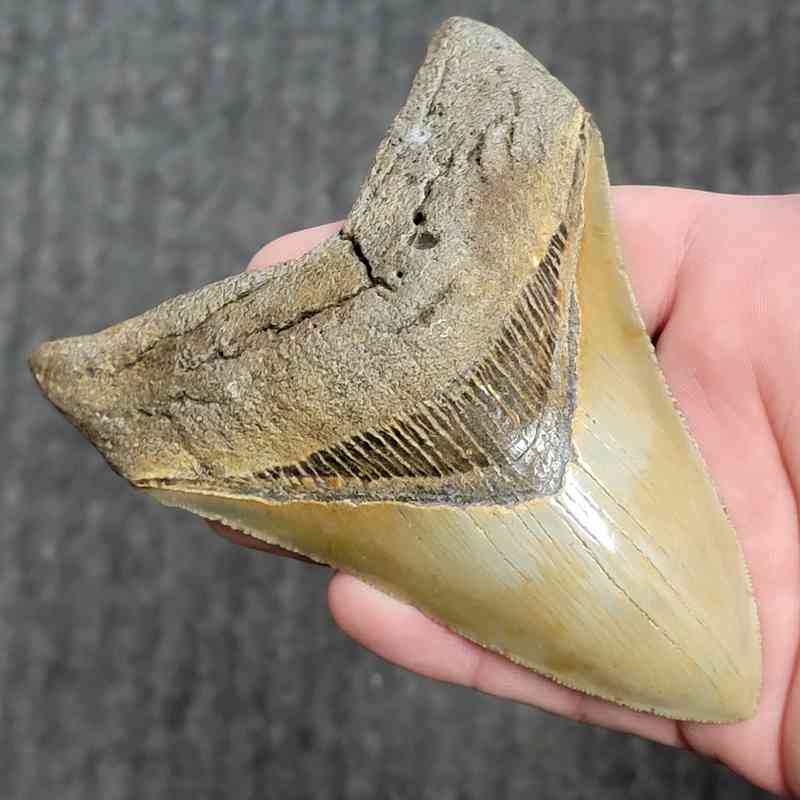 Fossil Collector Grade Megalodon Shark Tooth - stcol-47 - Image 2