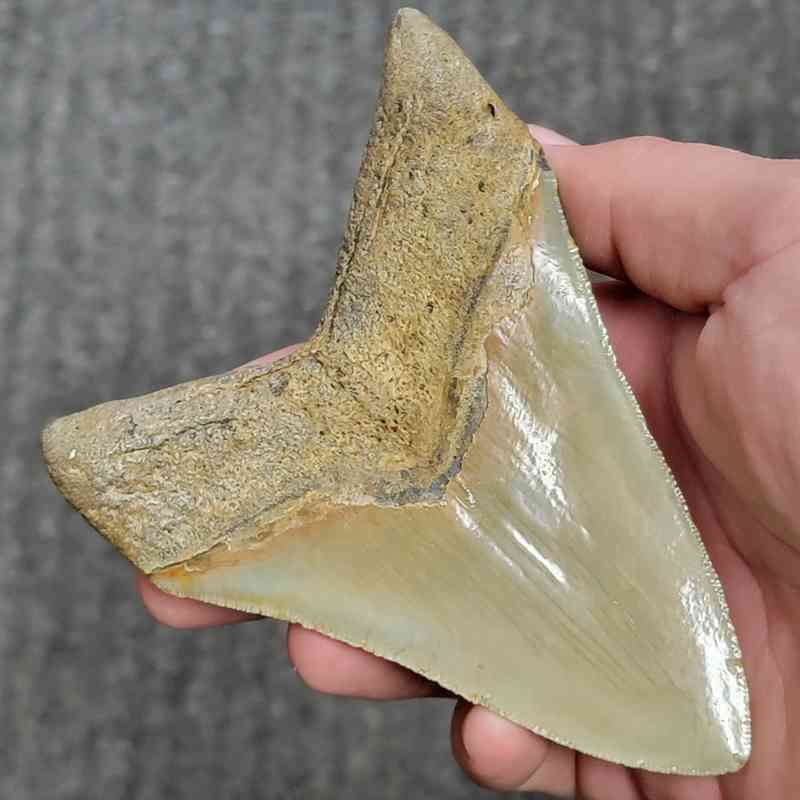 Fossil Collector Grade Megalodon Shark Tooth - stcol-47 - Image 3