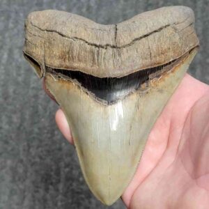 Fossil Collector Grade Megalodon Shark Tooth - stcol-50