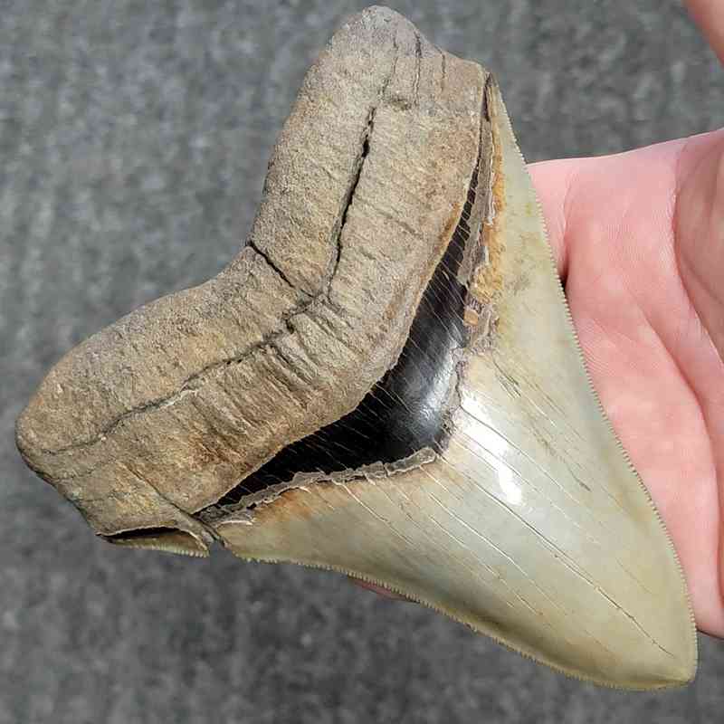Fossil Collector Grade Megalodon Shark Tooth - stcol-50 - Image 2