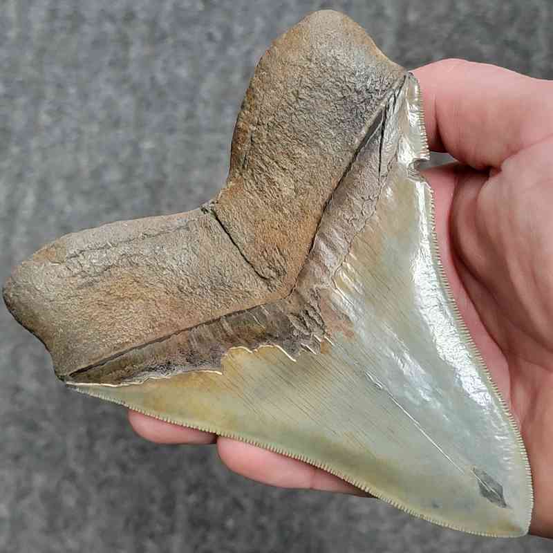 Fossil Collector Grade Megalodon Shark Tooth - stcol-50 - Image 3