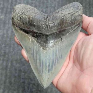 Fossil Collector Grade Megalodon Shark Tooth - stcol-52