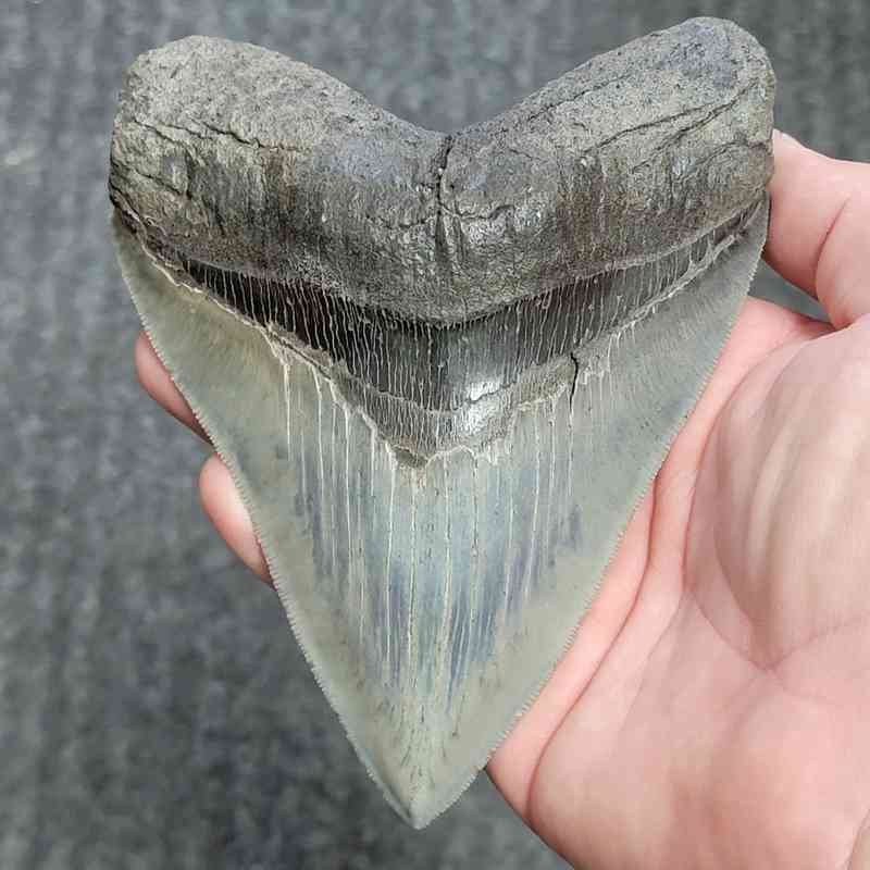 Fossil Collector Grade Megalodon Shark Tooth - stcol-52