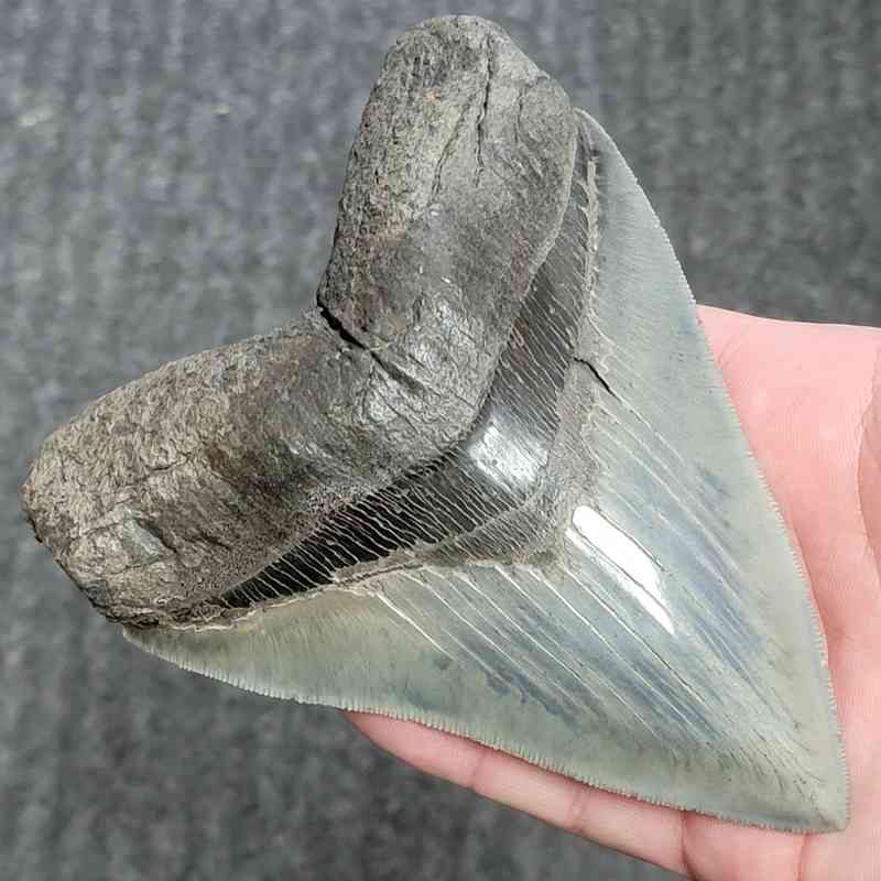 Fossil Collector Grade Megalodon Shark Tooth - stcol-52 - Image 2