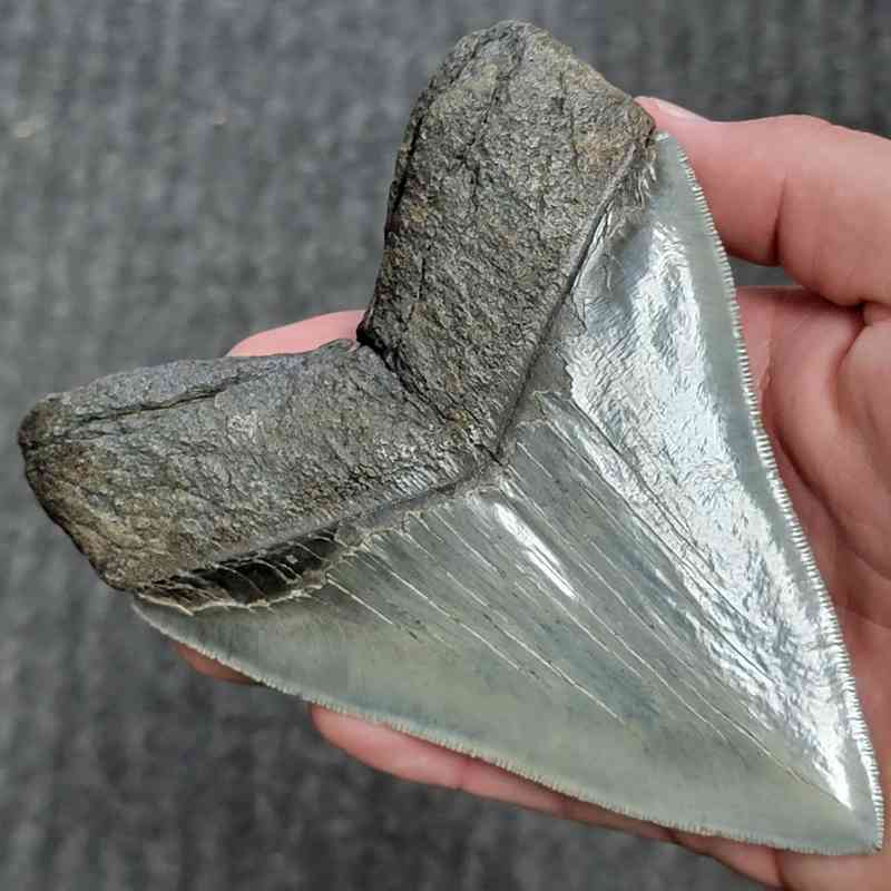 Fossil Collector Grade Megalodon Shark Tooth - stcol-52 - Image 3