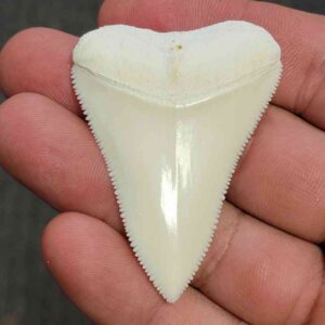Modern Great White Shark Tooth - STMODGW-1